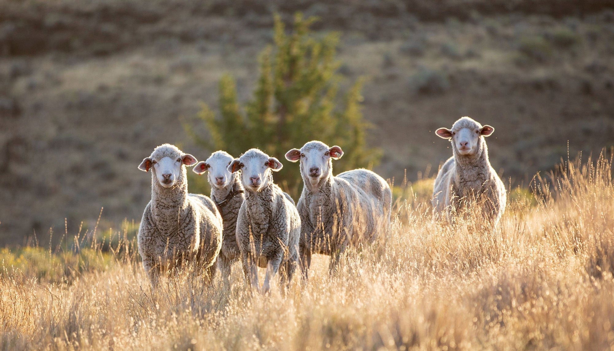 RWS Certified Wool Products - DeFeet
